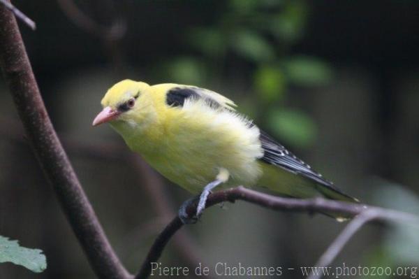 Eurasian golden oriole