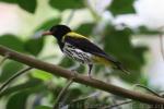 Dark-throated oriole *