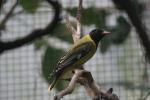 Black-hooded oriole *