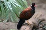 Pheasant pigeon