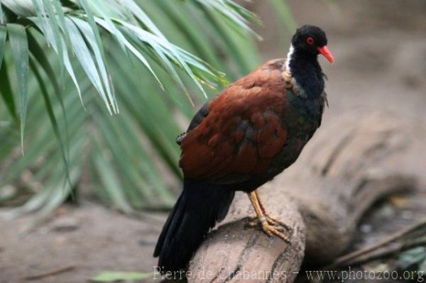 Pheasant pigeon