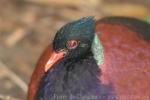 Green-naped pheasant pigeon