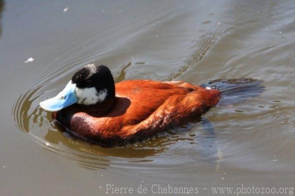 Ruddy duck