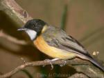 Golden whistler *