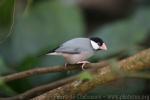 Java sparrow