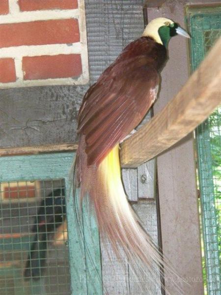 Greater bird-of-paradise *