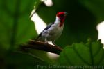 Red-cowled cardinal