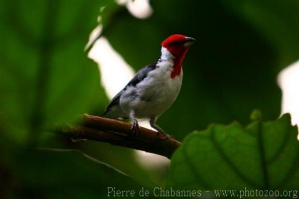 Red-cowled cardinal