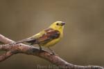 Sudan golden sparrow