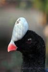 Helmeted curassow