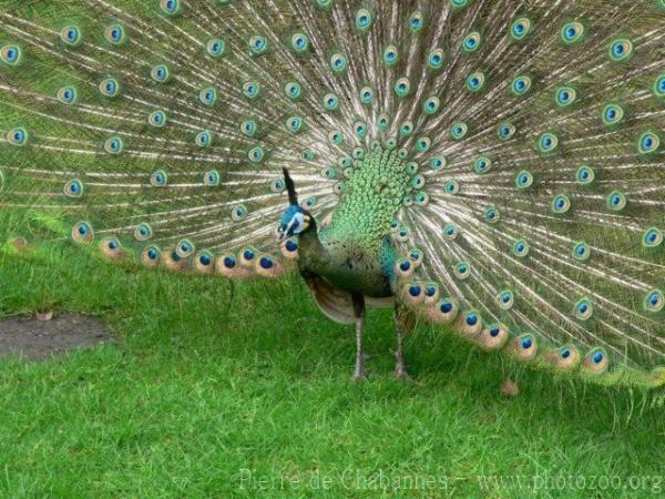 Javan green peafowl