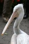 Dalmatian pelican