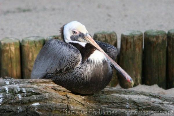 Brown pelican