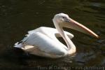 Great white pelican