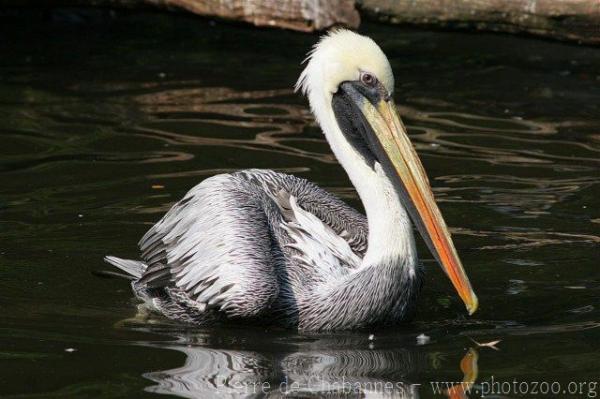 Peruvian pelican