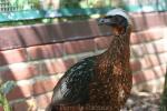 White-crested guan