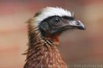 White-crested guan