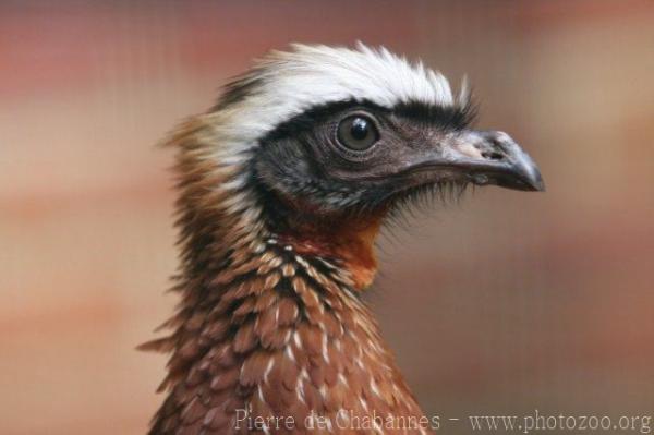 White-crested guan