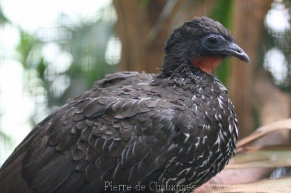 Crested guan