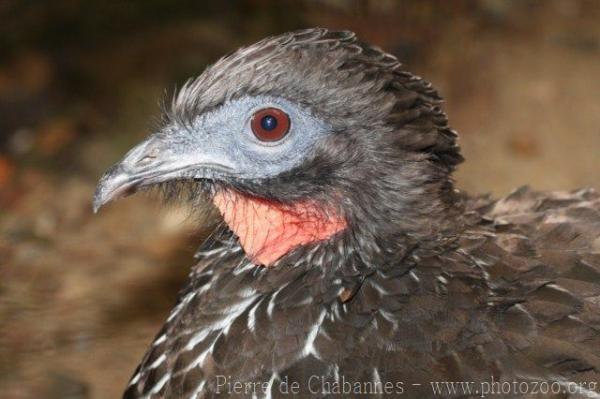 Crested guan