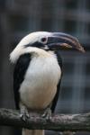 Samar tarictic hornbill