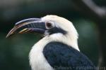 Samar tarictic hornbill