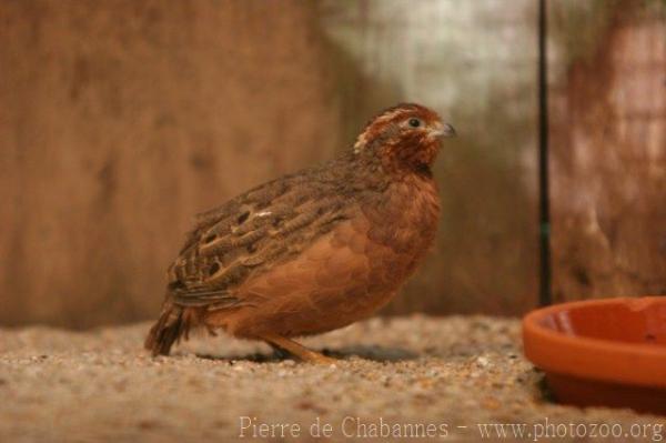 Jungle bush-quail