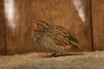 Jungle bush-quail