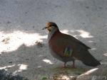 Brush bronzewing *