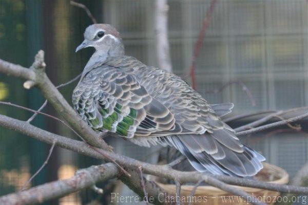 Common bronzewing