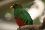 Golden-headed quetzal