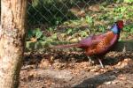 Caucasus ring-necked pheasant *