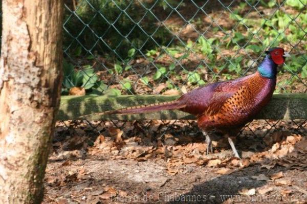 Caucasus ring-necked pheasant *