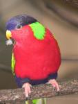 Collared lory