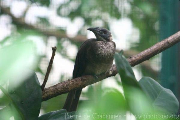 Helmeted friarbird