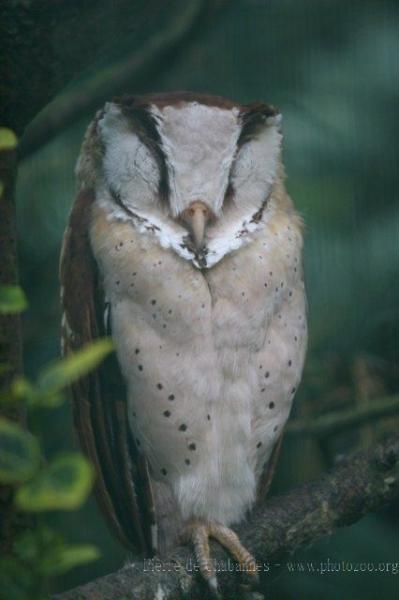 Oriental bay owl