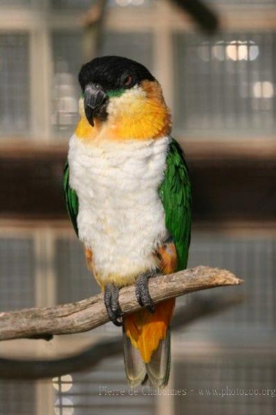 Black-crowned caique