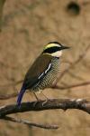 Javan banded pitta