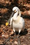 Eurasian spoonbill