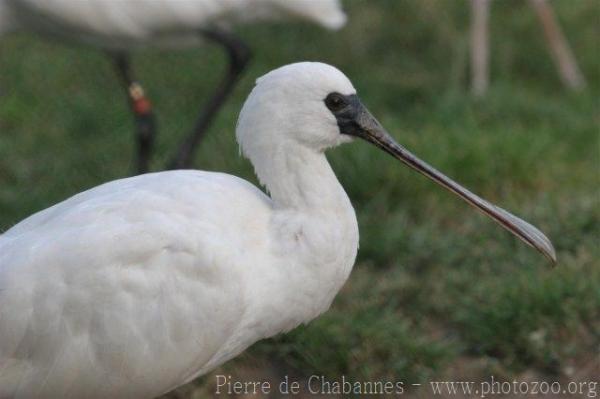 Lesser spoonbill