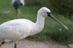 Lesser spoonbill