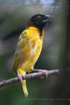 Village weaver