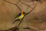 Black-necked weaver