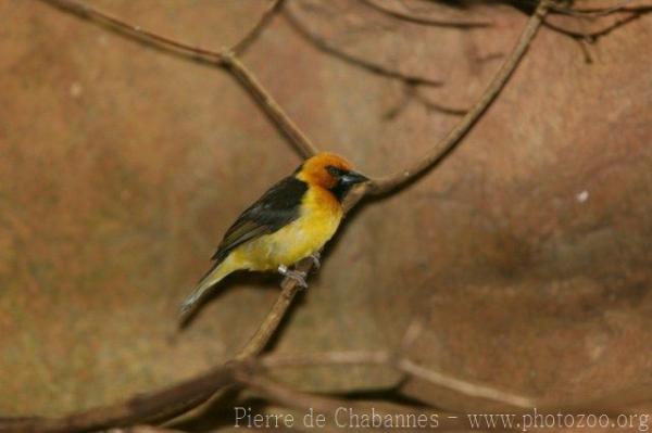 Black-necked weaver