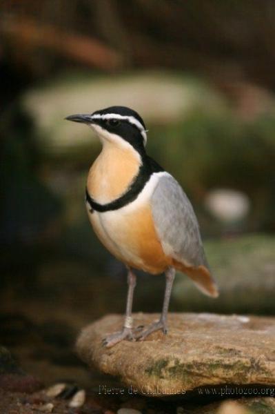 Egyptian plover