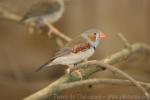 Timor zebra finch *