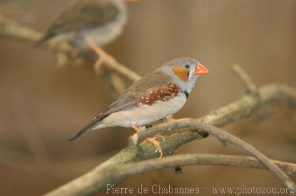 Timor zebra finch *