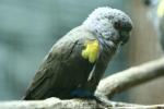 Rüppell's parrot