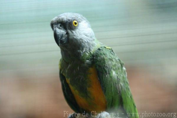 Senegal parrot