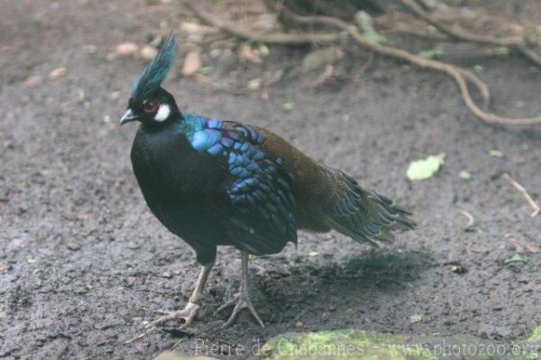 Palawan peacock-pheasant